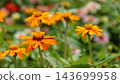 A vibrant flower field overflowing with colorful blossoms. 143699958