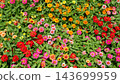 A vibrant flower field overflowing with colorful blossoms. 143699959