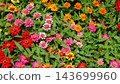 A vibrant flower field overflowing with colorful blossoms. 143699960