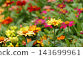A vibrant flower field overflowing with colorful blossoms. 143699961