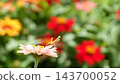 A small praying mantis perched on a brightly colored flower. 143700052