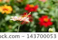A small praying mantis perched on a brightly colored flower. 143700053