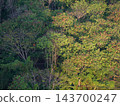 Aerial view of a dense green tropical forest and jungle canopy landscape 143700247
