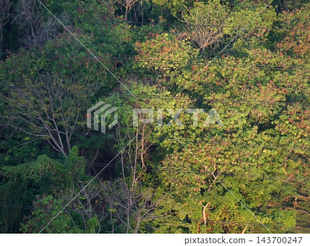 Aerial view of a dense green tropical forest and jungle canopy landscape Aerial view of a dense green tropical forest and jungle canopy landscape 143700247