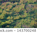 Aerial view of a dense green tropical forest and jungle canopy landscape 143700248