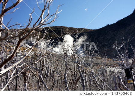 枯樹間升起白色的火山蒸氣。 枯樹間升起白色的火山蒸氣。 143700408