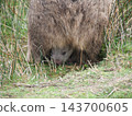A wild baby wombat pokes its head out of its mother's pouch and eats grass on Maria Island in Tasmania. A wild baby wombat pokes its head out of its mother's pouch and eats grass on Maria Island in Tasmania. 143700605