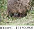 A wild baby wombat pokes its head out of its mother's pouch and eats grass on Maria Island in Tasmania. A wild baby wombat pokes its head out of its mother's pouch and eats grass on Maria Island in Tasmania. 143700606