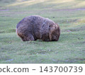 A wild wombat eats grass on the grasslands of Maria Island in Tasmania, foraging in its natural habitat. A wild wombat eats grass on the grasslands of Maria Island in Tasmania, foraging in its natural habitat. 143700739