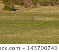 A landscape photograph taken from a distance of a wild wombat standing in the vast grasslands of Maria Island, Tasmania. A landscape photograph taken from a distance of a wild wombat standing in the vast grasslands of Maria Island, Tasmania. 143700740