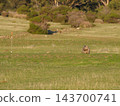 A landscape photograph taken from a distance of a wild wombat standing in the vast grasslands of Maria Island, Tasmania. A landscape photograph taken from a distance of a wild wombat standing in the vast grasslands of Maria Island, Tasmania. 143700741