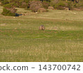 A landscape photograph taken from a distance of a wild wombat standing in the vast grasslands of Maria Island, Tasmania. A landscape photograph taken from a distance of a wild wombat standing in the vast grasslands of Maria Island, Tasmania. 143700742