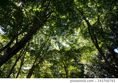 陽光透過樹葉灑下斑駁的光影，構成了一幅鬱鬱蔥蔥的森林景象。 143700793