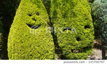 獨特的修剪成人臉形狀的樹籬。 獨特的修剪成人臉形狀的樹籬。 143700797
