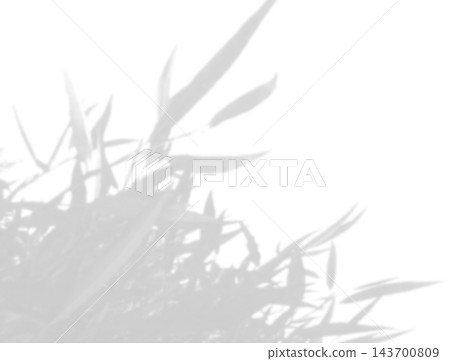Natural light casts shadows from willow branches on a white background. Mockup Natural light casts shadows from willow branches on a white background. Mockup 143700809