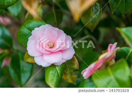 Pink Japanese camellia flower in garden at springtime Pink Japanese camellia flower in garden at springtime 143701829