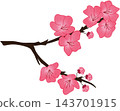pink cherry blossom branch illustration 143701915