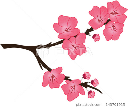 pink cherry blossom branch illustration pink cherry blossom branch illustration 143701915