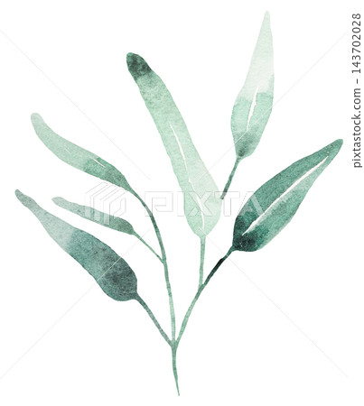 Hand drawn watercolor green eucalyptus leaves, botanical greenery isolated illustration element Hand drawn watercolor green eucalyptus leaves, botanical greenery isolated illustration element 143702028