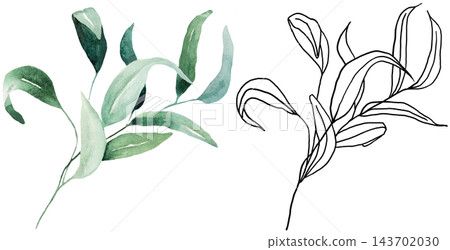 Watercolor botanical clipart with green eucalyptus leaves and black line art, isolated illustration Watercolor botanical clipart with green eucalyptus leaves and black line art, isolated illustration 143702030