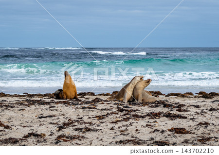 Sea lions resting on sandy beach at Seal Bay, Kangaroo Island, Australia 143702210