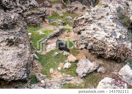 Baby fur seal resting on a rock at Cape Du Couedic, Kangaroo Island, Australia 143702211