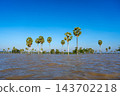 Borassus palm trees on Lake Tempe, South Sulawesi, Indonesia 143702218