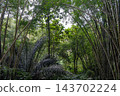 Tropical rainforest in the Toraja region, Sulawesi, Indonesia 143702224