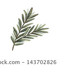 Green fir branch in simple sketch design. Hand-painted watercolor illustration isolated on white background for Christmas cards, winter decor, design, seasonal packaging, invitations, holiday projects 143702826