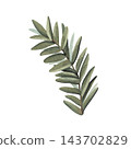 Green fir branch in simple sketch design. Hand-painted watercolor illustration isolated on white background for Christmas cards, winter decor, design, seasonal packaging, invitations, holiday projects 143702829