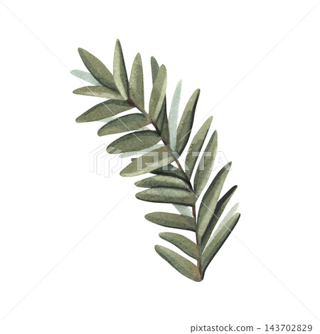 Green fir branch in simple sketch design. Hand-painted watercolor illustration isolated on white background for Christmas cards, winter decor, design, seasonal packaging, invitations, holiday projects Green fir branch in simple sketch design. Hand-painted watercolor illustration isolated on white background for Christmas cards, winter decor, design, seasonal packaging, invitations, holiday projects 143702829