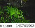Green vibrant beautiful fern leaves in a dark crevice in forest, copy space. 143703502