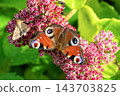 Peacock butterfly (Aglais io) and small moth feeding together on pink Sedum flowers. 143703825