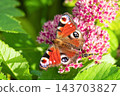 Peacock butterfly (Aglais io) and bee feeding together on pink Sedum flowers. 143703827
