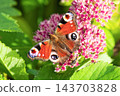 Peacock butterfly (Aglais io) and bee feeding together on pink Sedum flowers. 143703828