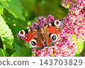 Beautiful Peacock butterfly (Aglais io) with vibrant eye spots sitting on pink Sedum (Stonecrop) flowers in sunny garden. 143703829