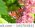 Beautiful Peacock butterfly (Aglais io) with vibrant eye spots sitting on pink Sedum (Stonecrop) flowers in sunny garden. 143703831