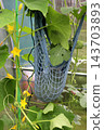 An oval gray watermelon in a support net on a vertical vine next to a flowering cucumber plant 143703893