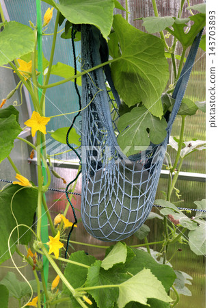 An oval gray watermelon in a support net on a vertical vine next to a flowering cucumber plant An oval gray watermelon in a support net on a vertical vine next to a flowering cucumber plant 143703893