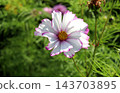 Cosmos flower with white petals and pink edges in a garden 143703895