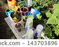 Pots and cups with citrus seedlings on a glass table in a greenhouse 143703896