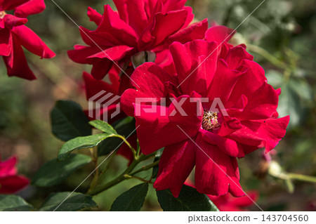 Moulin Rouge Floribunda Rose 143704560
