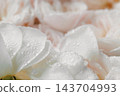 White Rose Macro With Water Droplets and Blush Roses 143704993