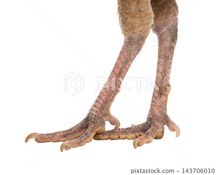 Turkey legs isolated on white background 143706010