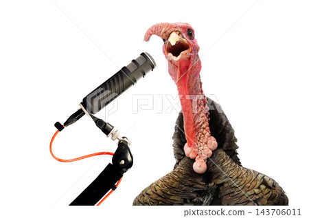 Singing turkey at the microphone isolated on white background 143706011