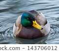 beautiful male mallard swimming on a lake 143706012