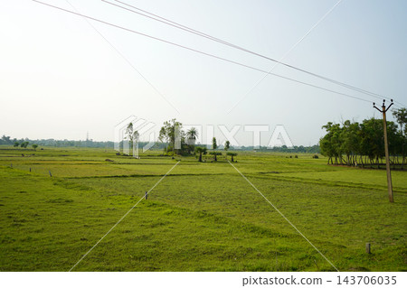 Vast green agricultural field under a clear bright sky in a rural countryside landscape Vast green agricultural field under a clear bright sky in a rural countryside landscape 143706035
