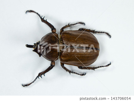 Rhinoceros Beetle Golofa claviger Isolated on White Background Rhinoceros Beetle Golofa claviger Isolated on White Background 143706054