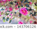 Red sasanqua flower 143706126