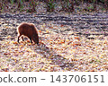 Wild boar searching for food 143706151